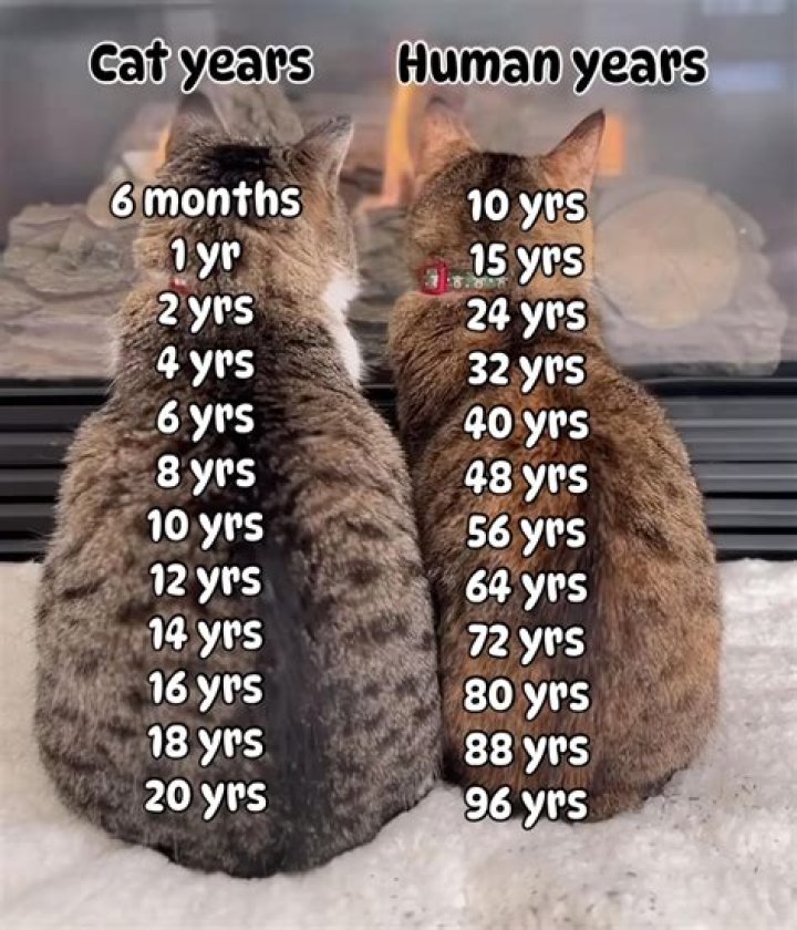 Evan Mobley Age: How Old is He?